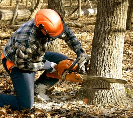 Tree Removal in Yellow Springs, OH